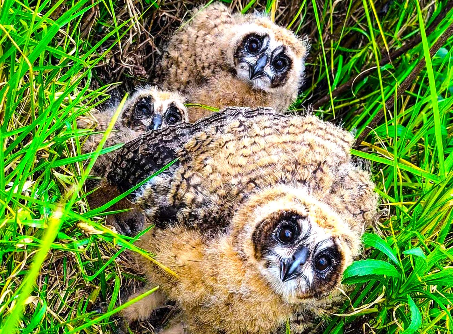 Buhos orejudos en crecimiento ya recorren el anillo veredal de Chia tras operativo de proteccion 1