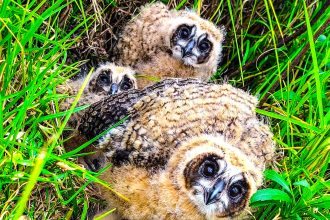 Buhos orejudos en crecimiento ya recorren el anillo veredal de Chia tras operativo de proteccion 1