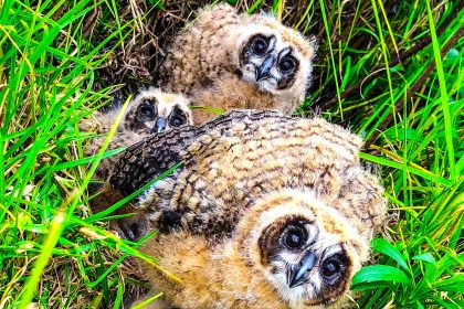 Buhos orejudos en crecimiento ya recorren el anillo veredal de Chia tras operativo de proteccion 1