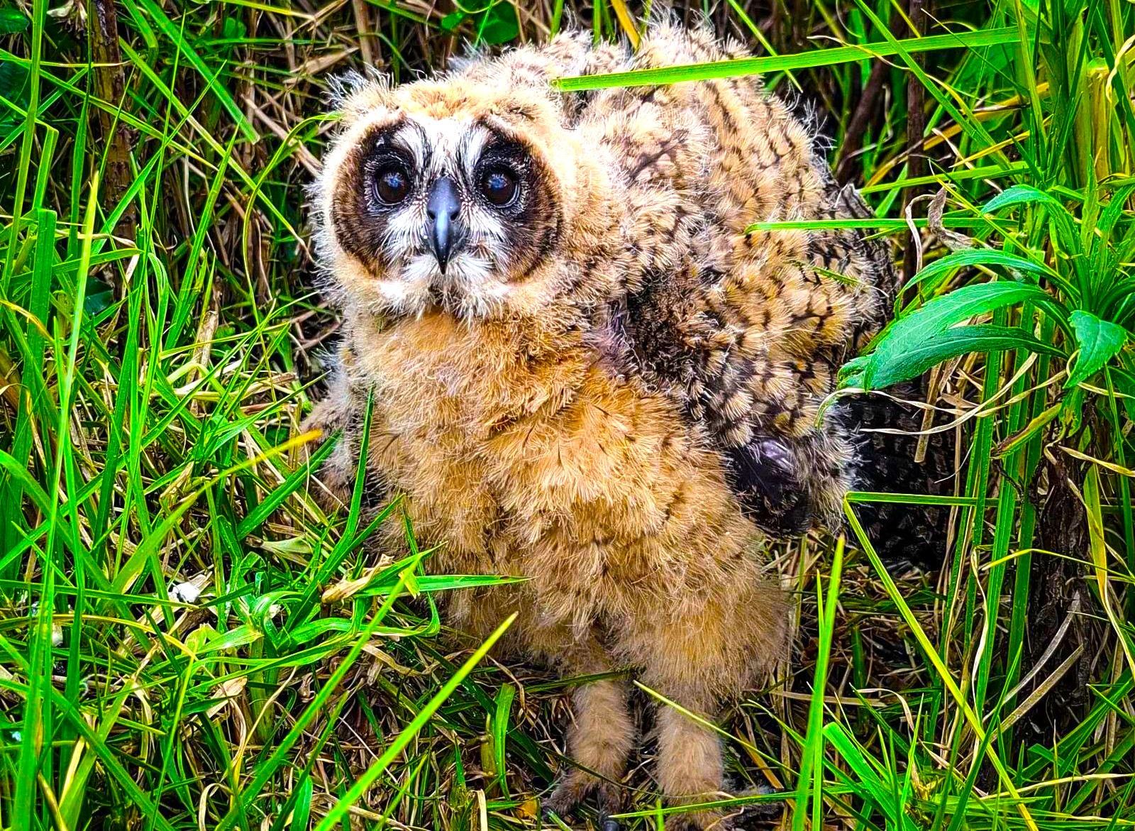 Buhos orejudos en crecimiento ya recorren el anillo veredal de Chia tras operativo de proteccion 4