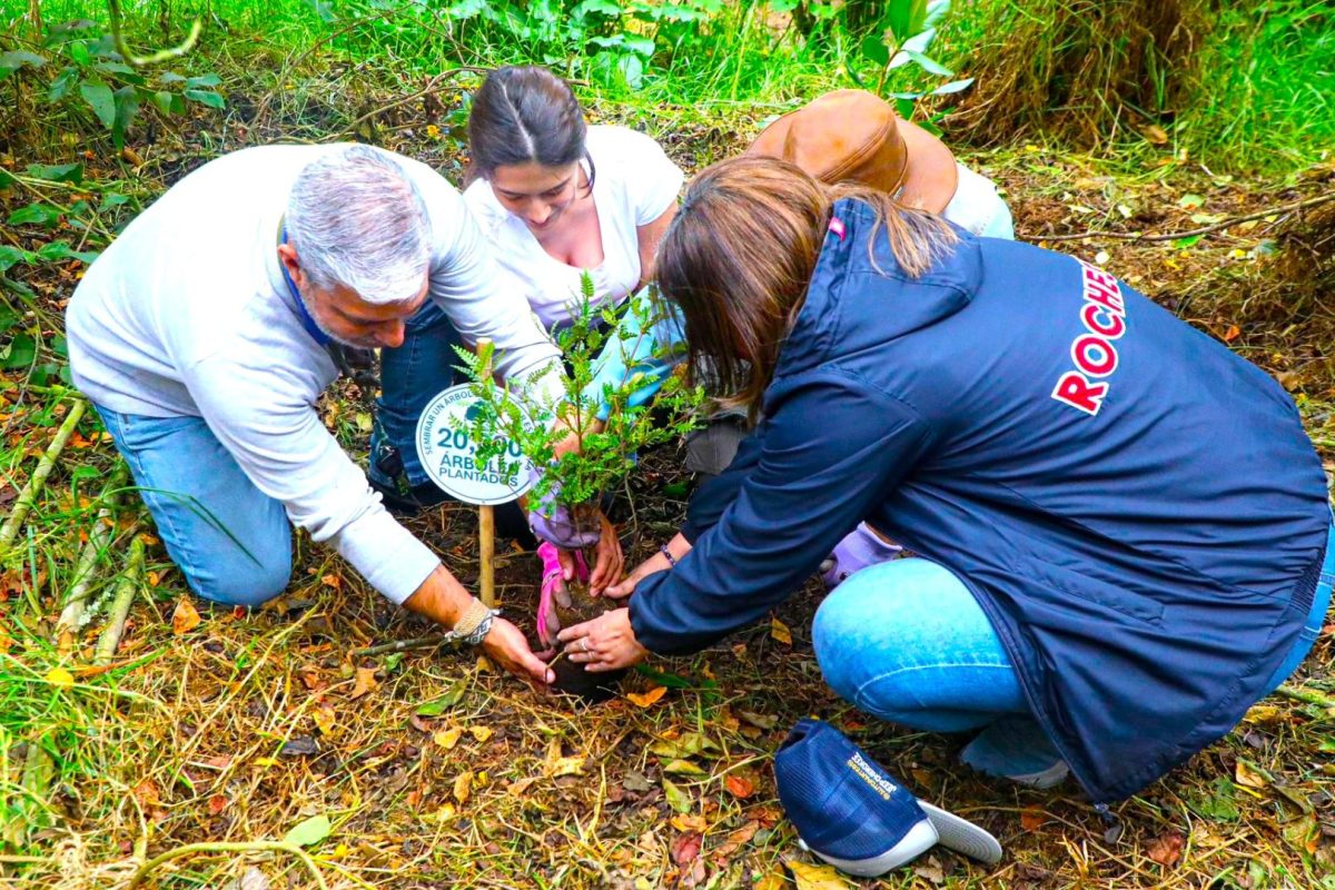 Chia supera los 20 mil arboles sembrados y acelera la recuperacion de sus cerros y quebradas1
