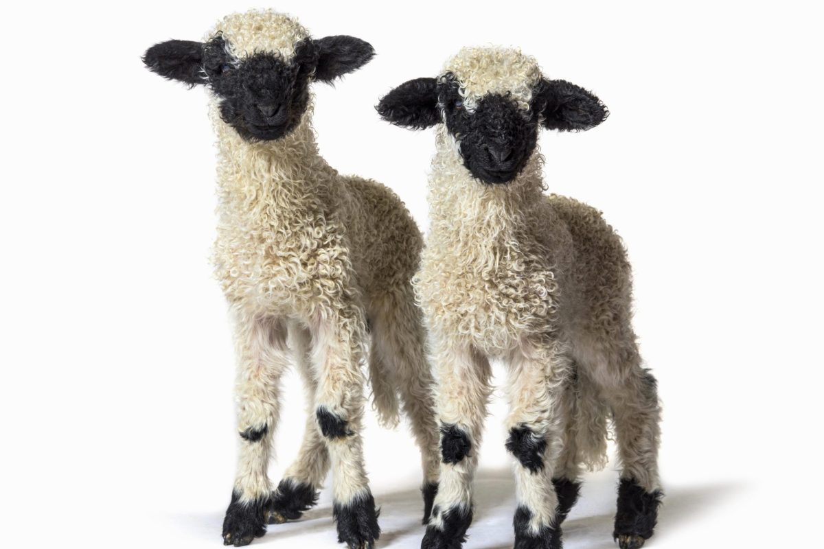 EXPOLANA 2025 Cucunuba abre sus puertas a la moda artesanal y a la tradicion lanera1