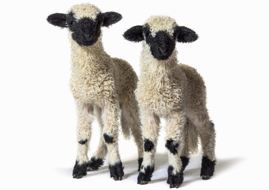 EXPOLANA 2025 Cucunuba abre sus puertas a la moda artesanal y a la tradicion lanera1