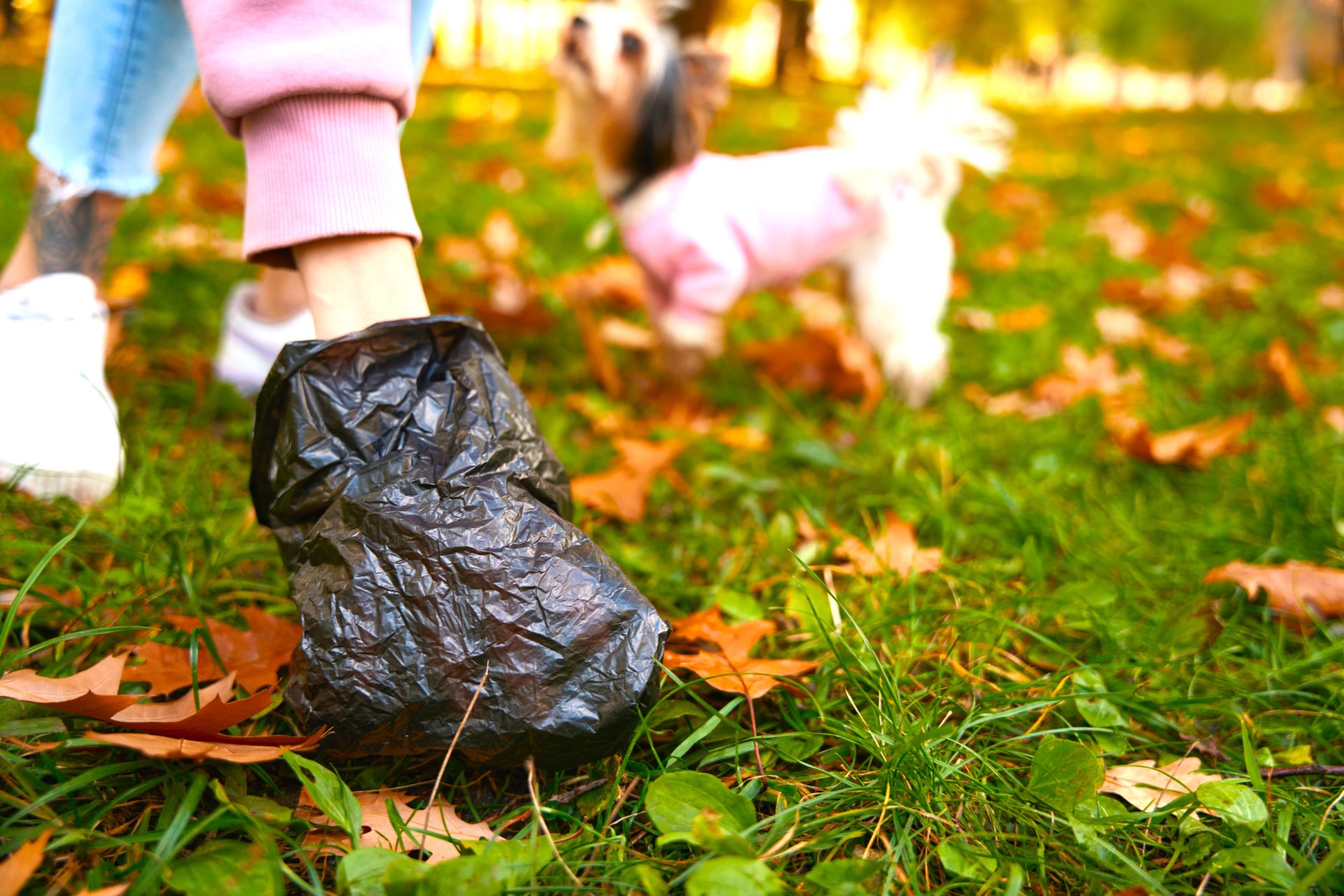 En Ubate sanciones economicas a duenos de mascotas que no recojan sus