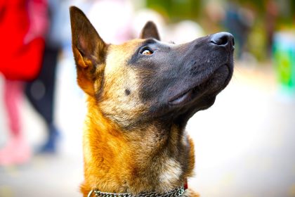 Ley Lorenzo el perro que cambio el trabajo de los guardianes de cuatro patas