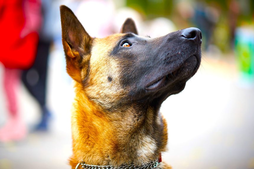 Ley Lorenzo el perro que cambio el trabajo de los guardianes de cuatro patas