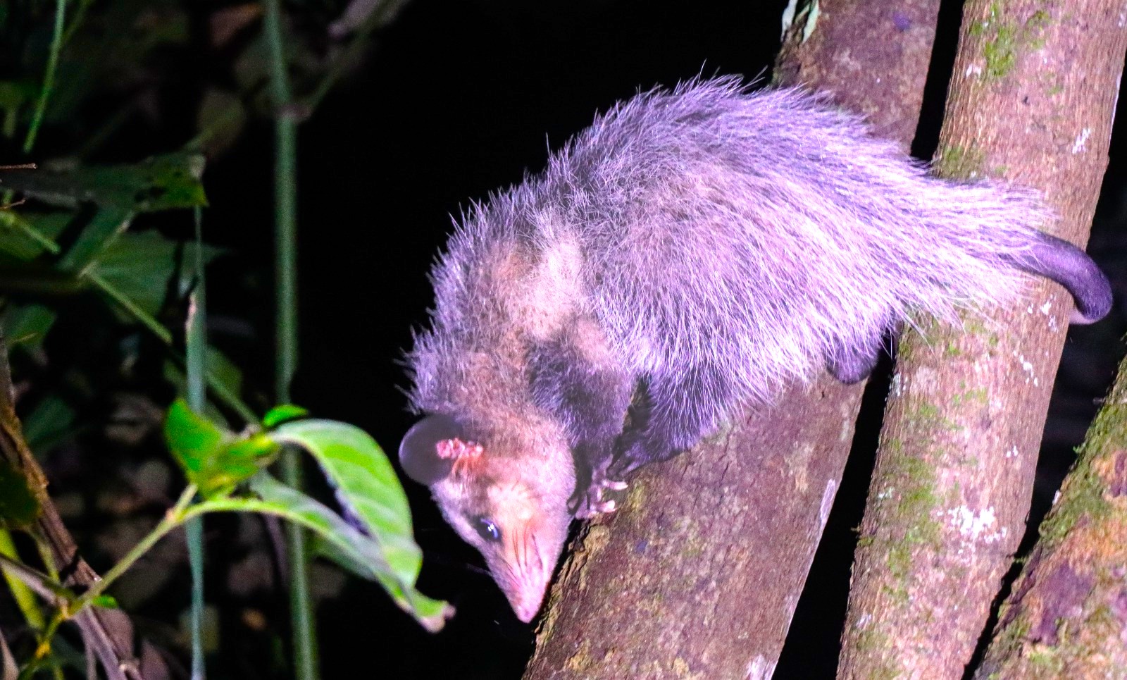 Treinta y dos animales silvestres vuelven a la libertad en una reserva natural que los esperaba2