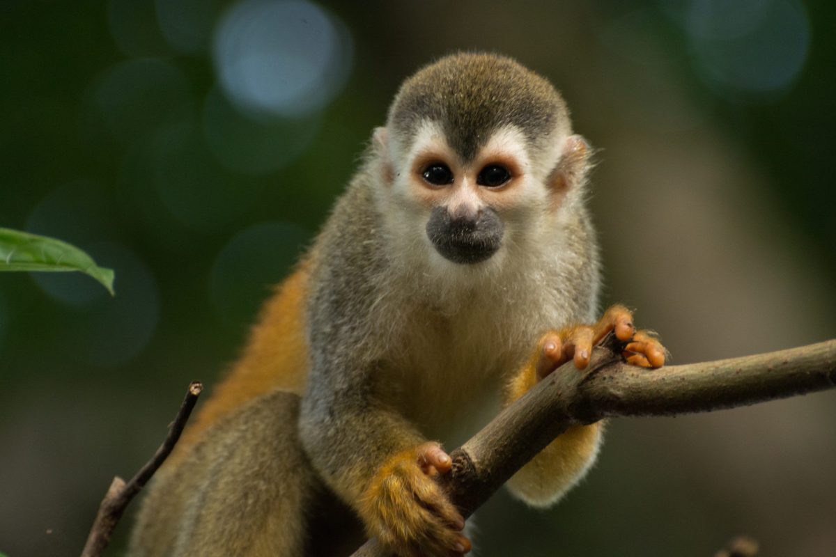 central american squirrel monkey in close up 2024 11 26 19 44 26 utc