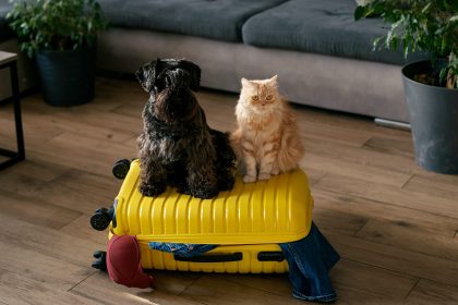 travel concept with funny dog and cat sitting on s 2025 03 09 02 13 38 utc