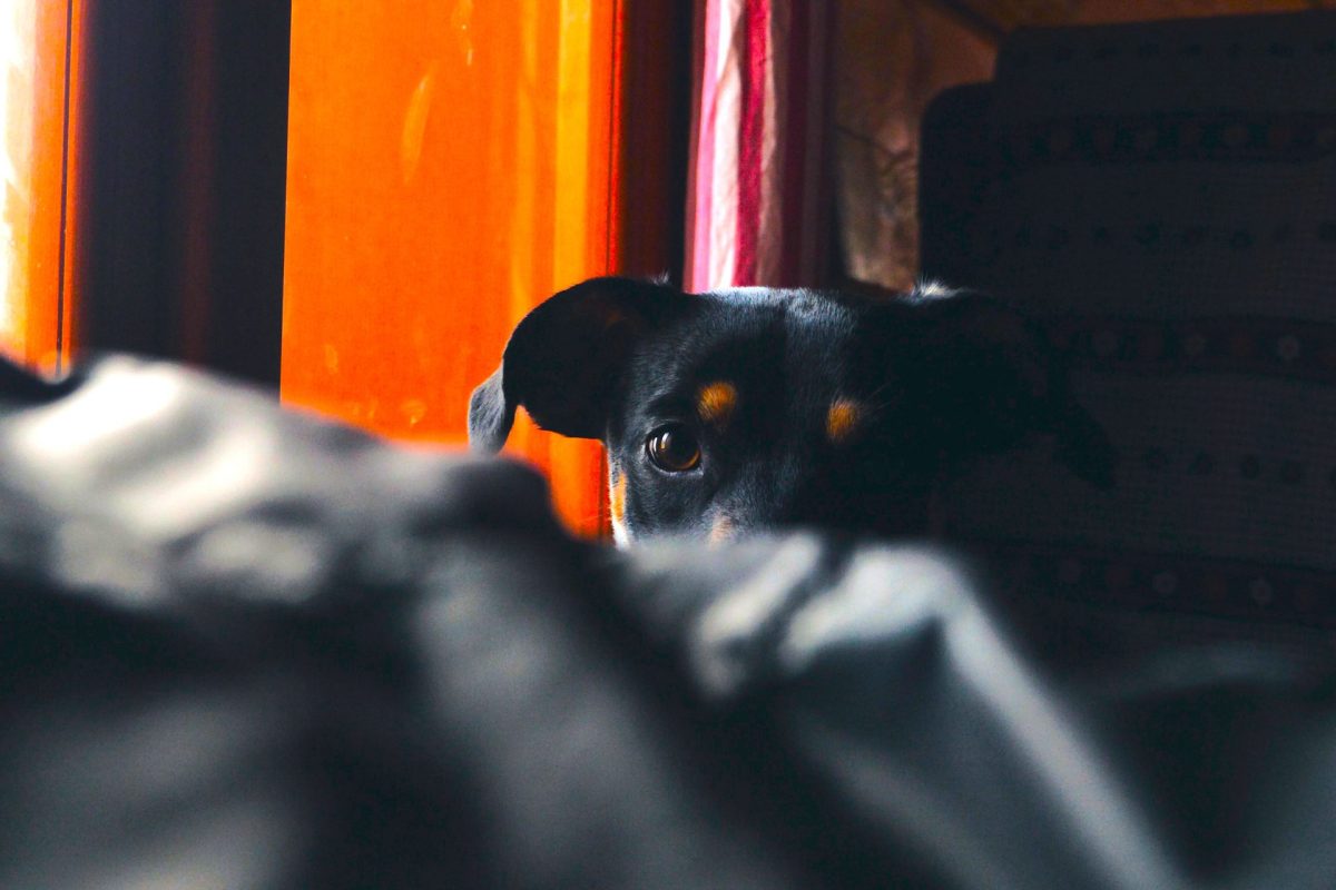 Cielos en Calma el proyecto que busca silenciar la polvora para proteger la vida animal1