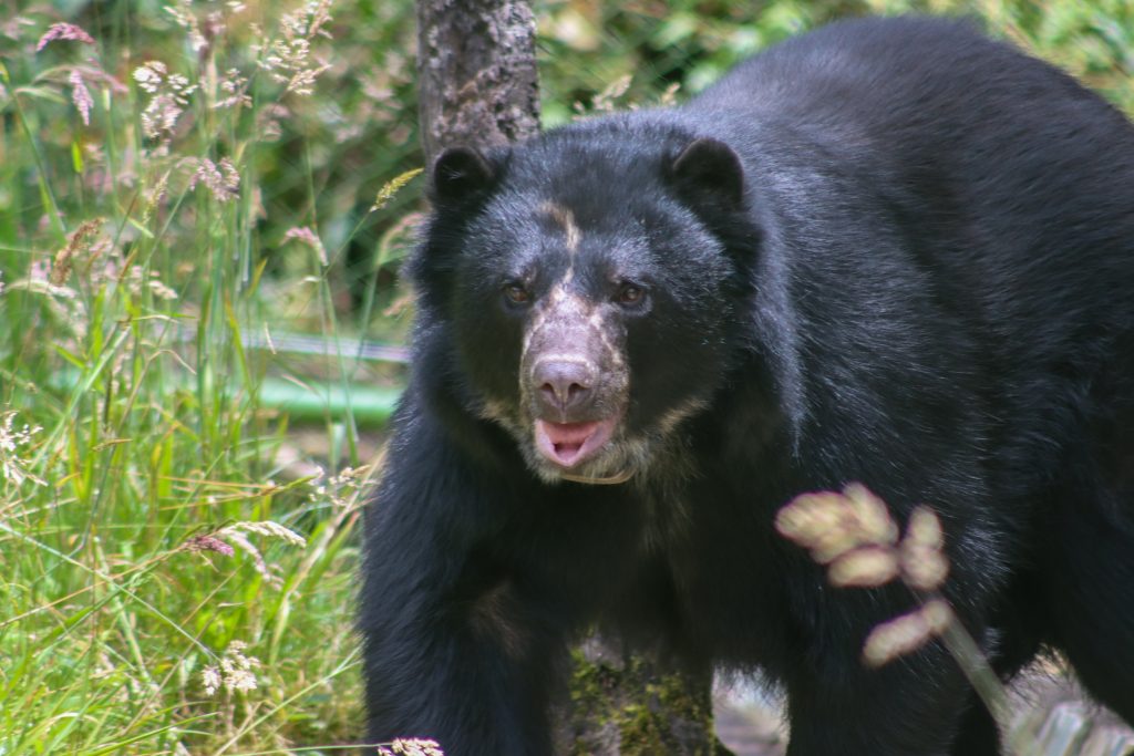 El oso Tama 2 1024x683 2