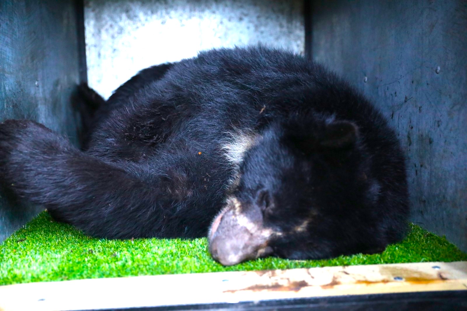 Oso andino Tama inicio su regreso a la vida silvestre en el Parque Nacional Natural Tama