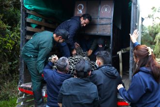 Oso andino Tama inicio su regreso a la vida silvestre en el Parque Nacional Natural Tama1