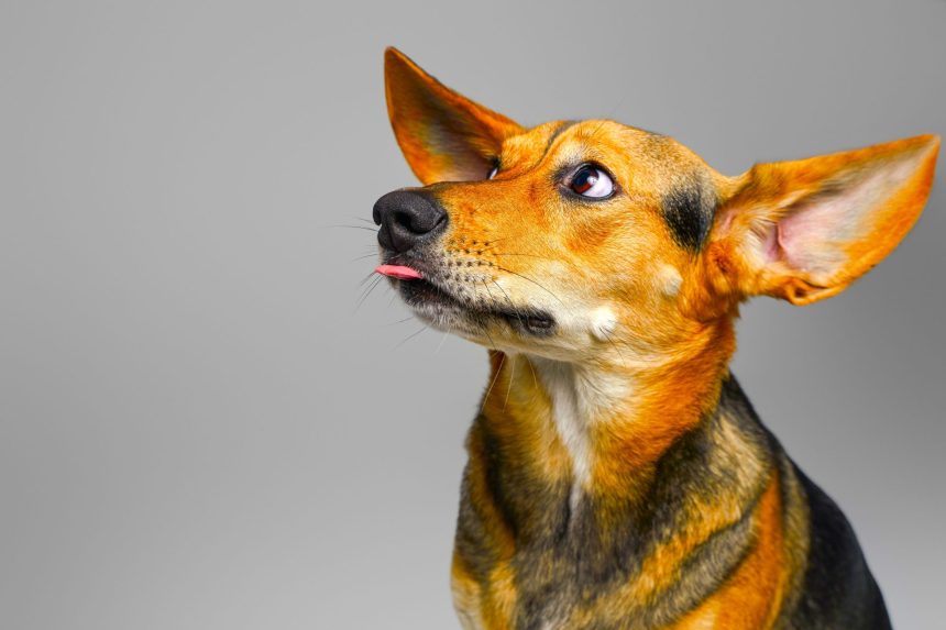 Que el malo del cuento no seas tu llamado urgente para frenar el uso de polvora que esta afectando a miles de animales1