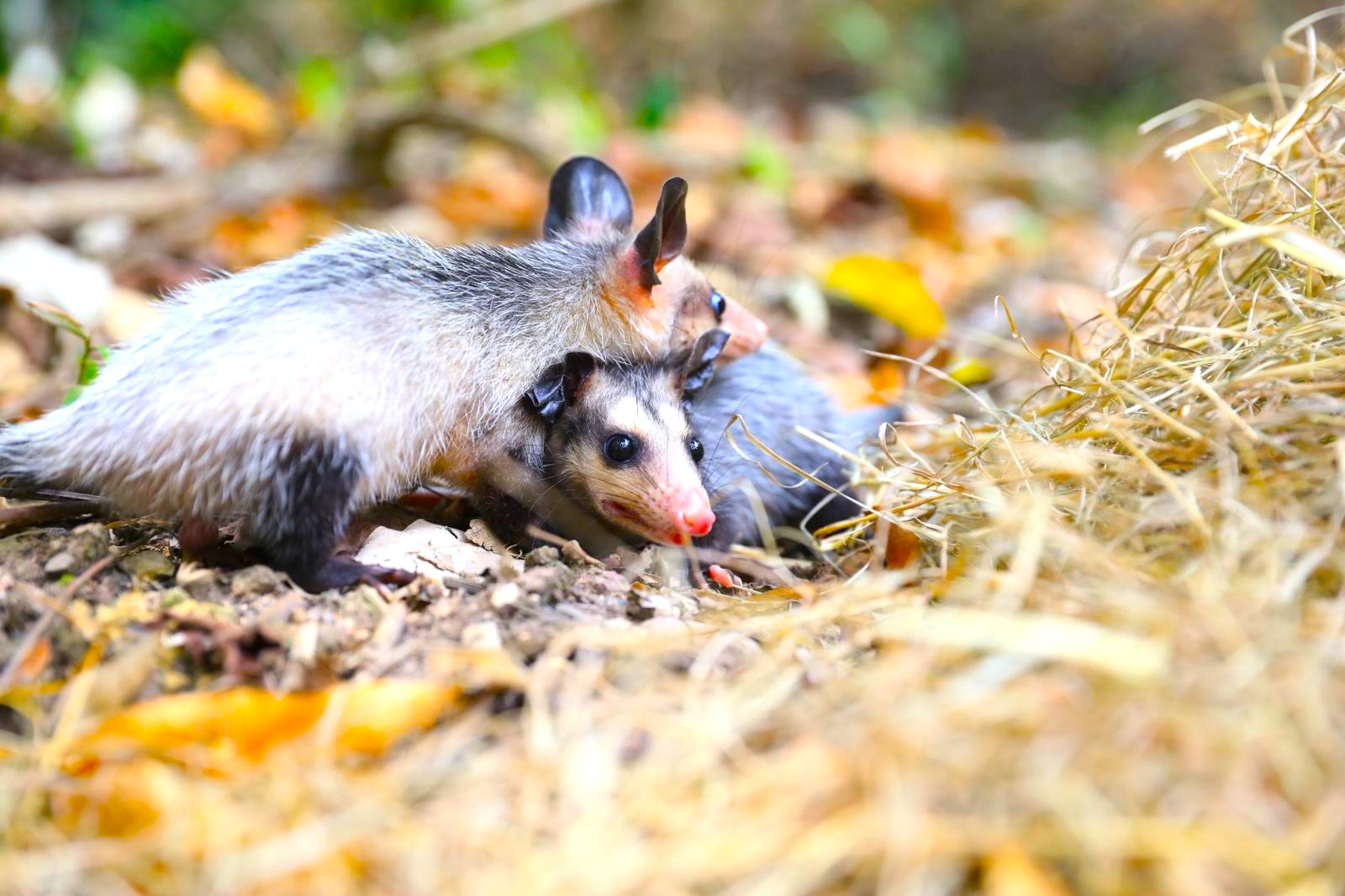 Que el malo del cuento no seas tu llamado urgente para frenar el uso de polvora que esta afectando a miles de animales2