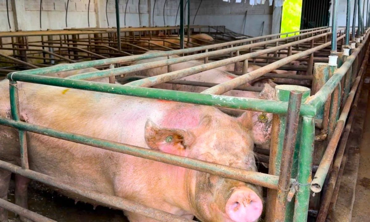 Suspenden ‘marranera en Zipaquira por vertimientos ilegales en la vereda San Jorge1