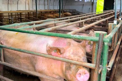 Suspenden ‘marranera en Zipaquira por vertimientos ilegales en la vereda San Jorge1