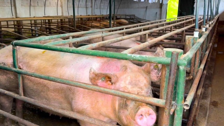 Suspenden ‘marranera en Zipaquira por vertimientos ilegales en la vereda San Jorge1