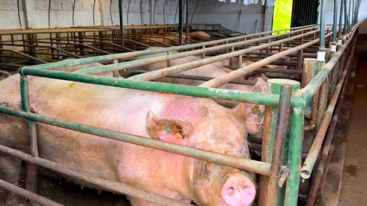 Suspenden ‘marranera en Zipaquira por vertimientos ilegales en la vereda San Jorge1