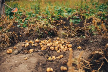 fresh potatoes dig from ground in the farm potato 2025 02 12 18 34 57 utc 1