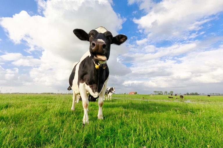 funny cow chewing grass on pasture 2025 01 09 09 25 13 utc