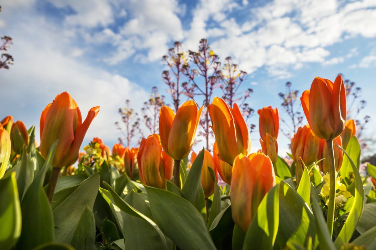 tulip 2025 01 09 09 50 04 utc