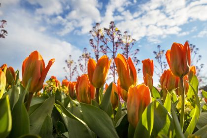 tulip 2025 01 09 09 50 04 utc