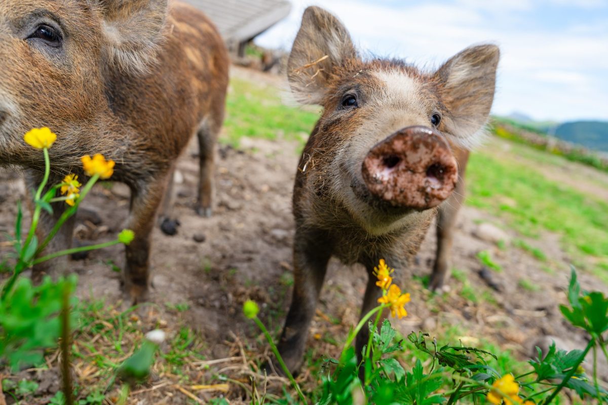 wild boars feeding on green grain field in summer 2025 01 10 04 14 22 utc