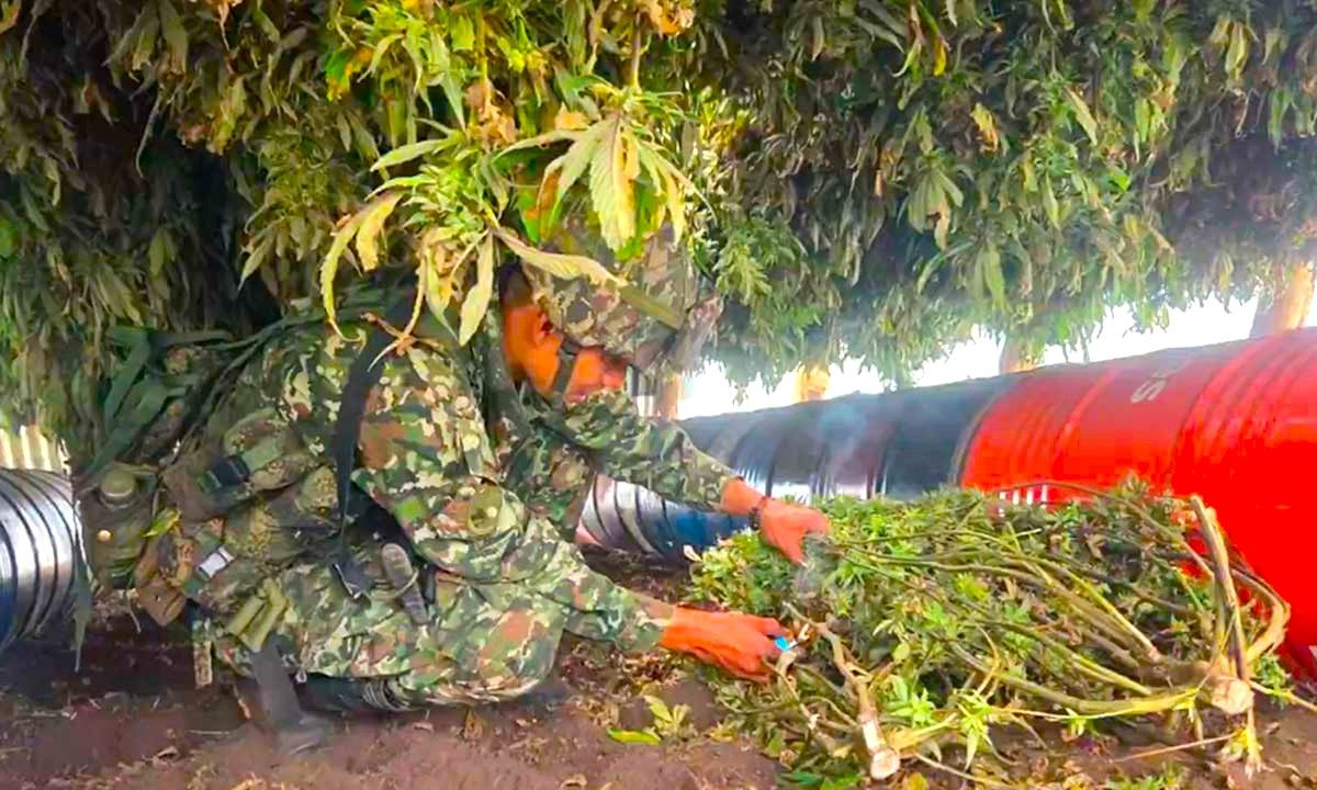 Mas de una tonelada de marihuana tipo exportacion fue incautada en el suroccidente del pais1