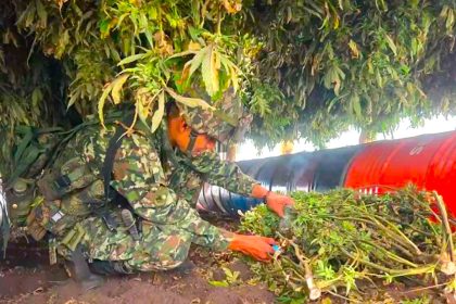 Mas de una tonelada de marihuana tipo exportacion fue incautada en el suroccidente del pais1