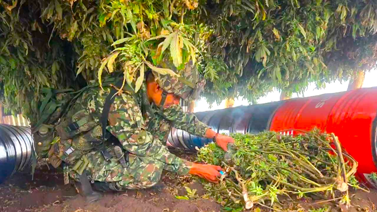 Mas de una tonelada de marihuana tipo exportacion fue incautada en el suroccidente del pais1