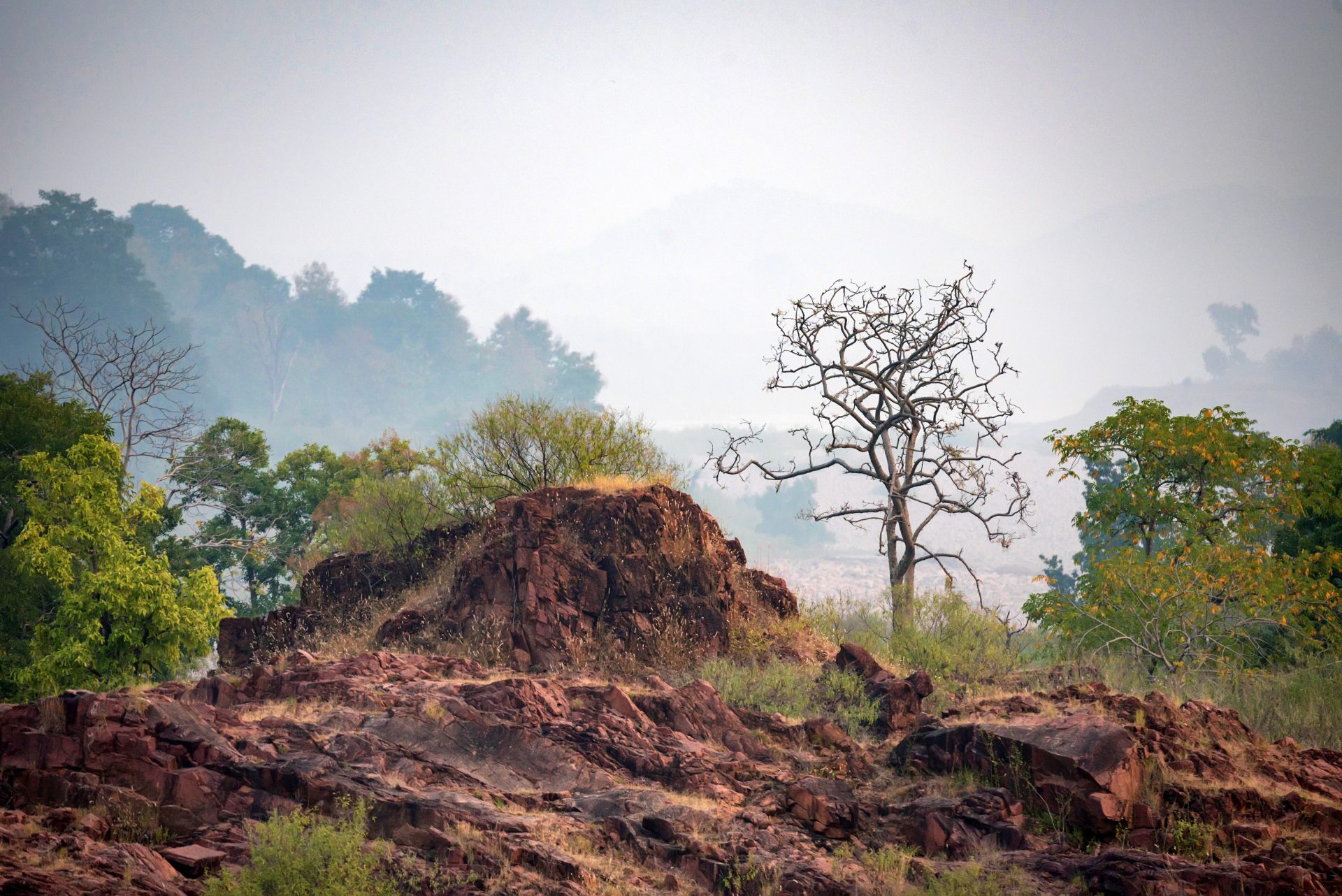beautiful indian landscape in gharial sanctuary 2026 01 05 04 54 48 utc