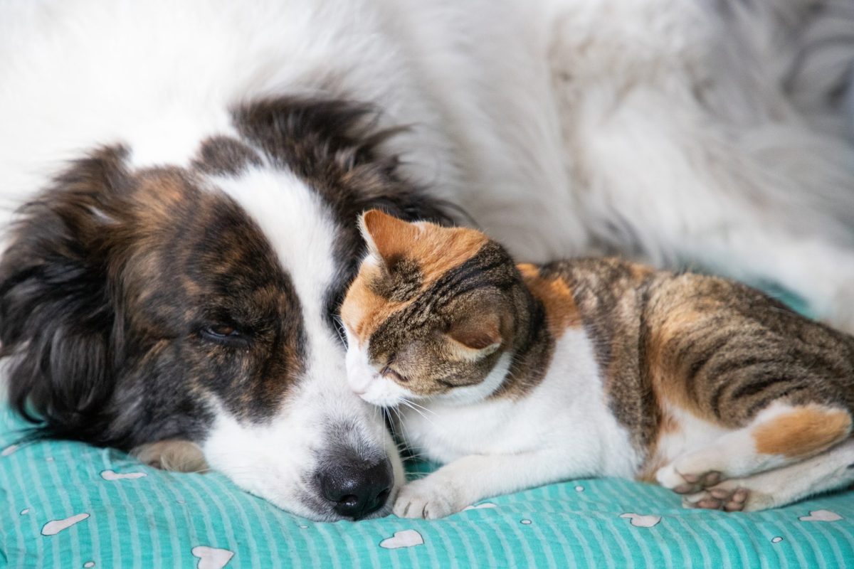 cute little dog and cat in bed 2026 01 09 07 13 20 utc