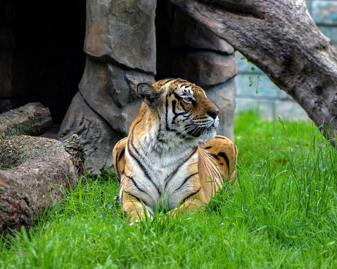 Desde la Fundacion Parque Jaime Duque despedimos hoy a nuestra querida tigre 🐯. Con gran triste