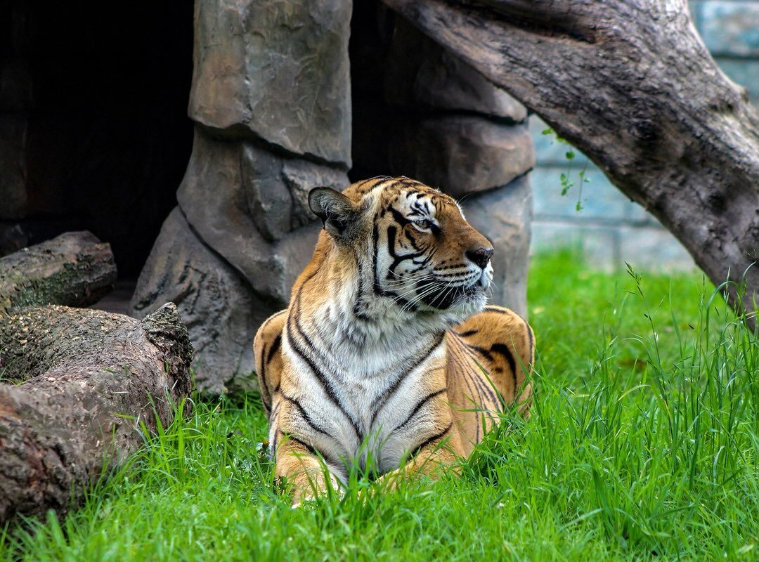 Desde la Fundacion Parque Jaime Duque despedimos hoy a nuestra querida tigre 🐯. Con gran triste