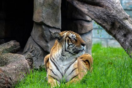 Desde la Fundacion Parque Jaime Duque despedimos hoy a nuestra querida tigre 🐯. Con gran triste
