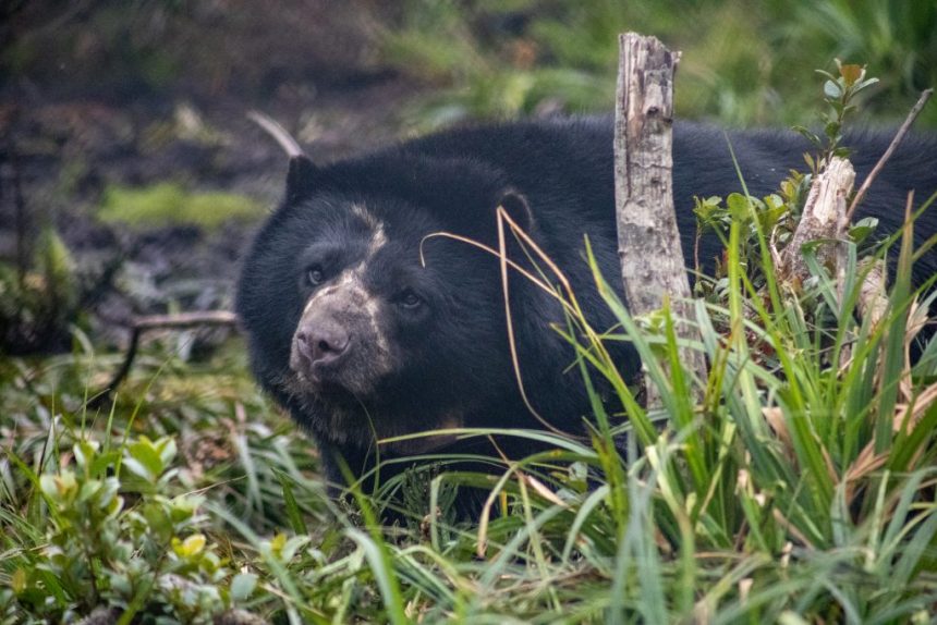 El oso Tama 1 1024x683 1