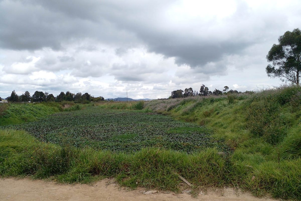 PeriodicoUNAL 20260105 AM 01