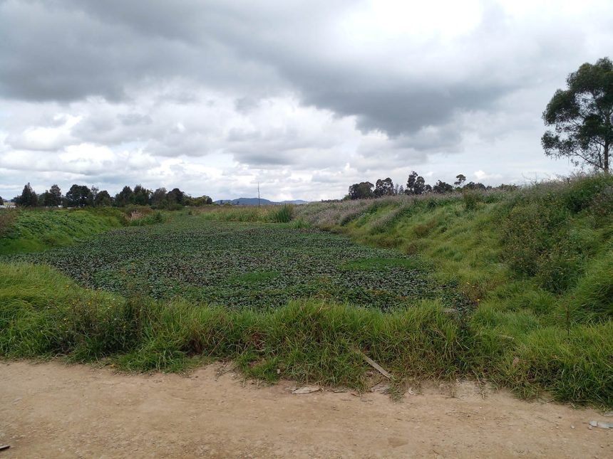 PeriodicoUNAL 20260105 AM 01