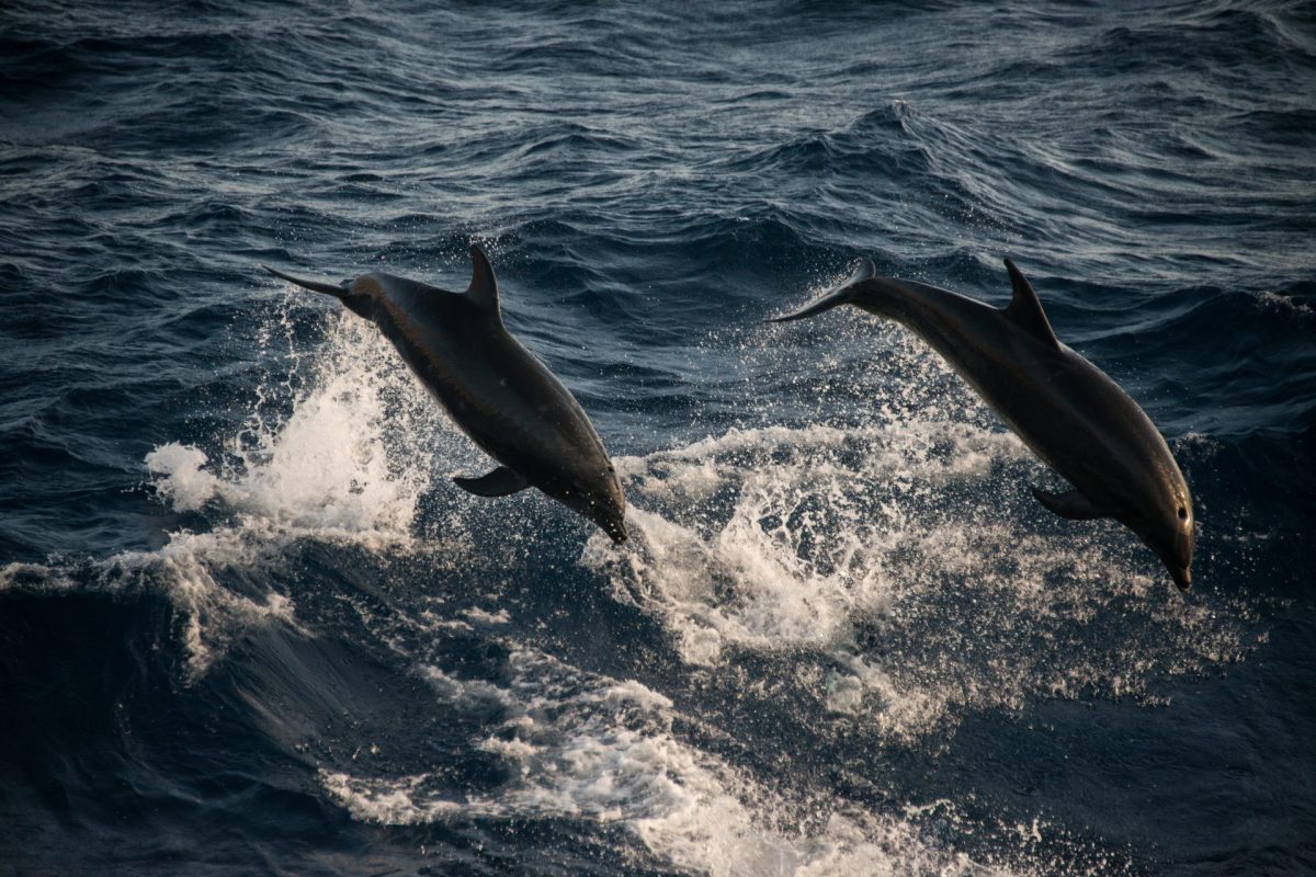 bottlenose dolphins doing acrobatic jumps guadalu 2026 01 09 10 15 21 utc