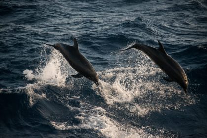bottlenose dolphins doing acrobatic jumps guadalu 2026 01 09 10 15 21 utc