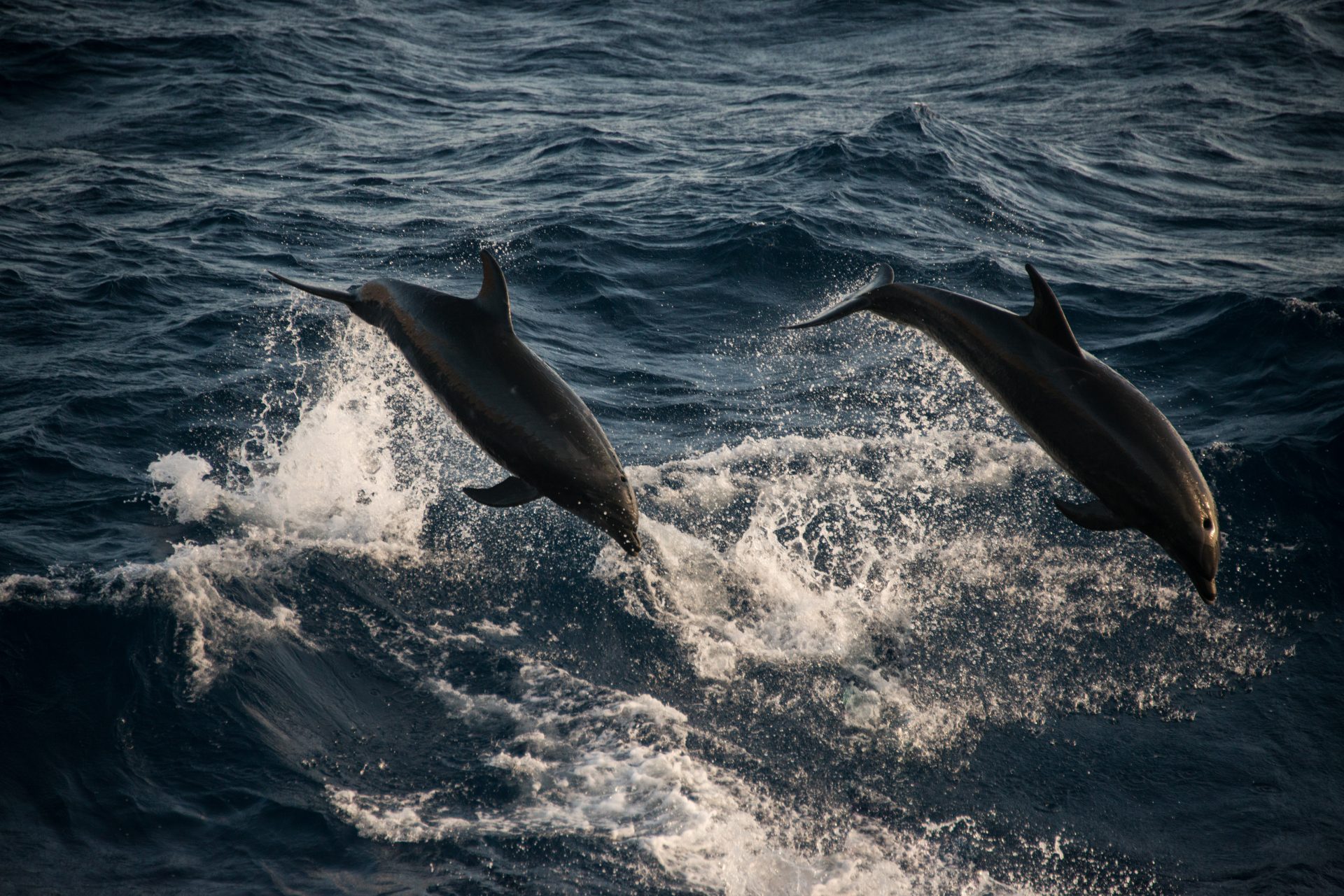 bottlenose dolphins doing acrobatic jumps guadalu 2026 01 09 10 15 21 utc
