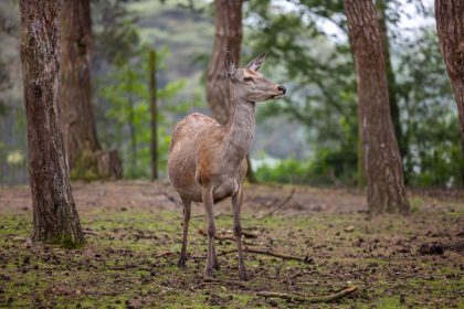 deer standing in a forest clearing surrounded by t 2026 01 07 23 44 47 utc