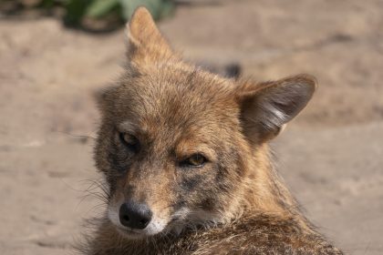golden jackal in nature tracks down prey portrait 2026 01 05 05 24 15 utc