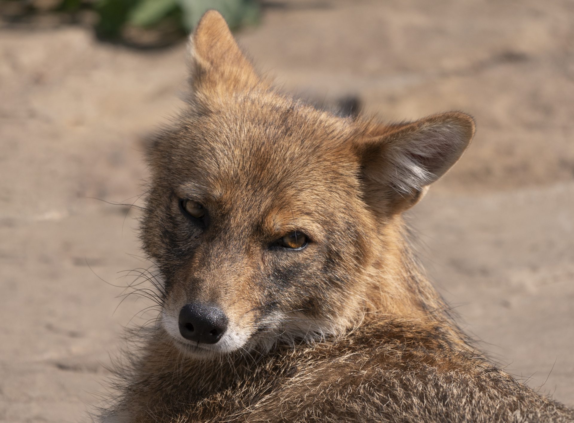 golden jackal in nature tracks down prey portrait 2026 01 05 05 24 15 utc