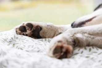 white dog sleeping in big cozy bed 2026 01 11 10 11 43 utc