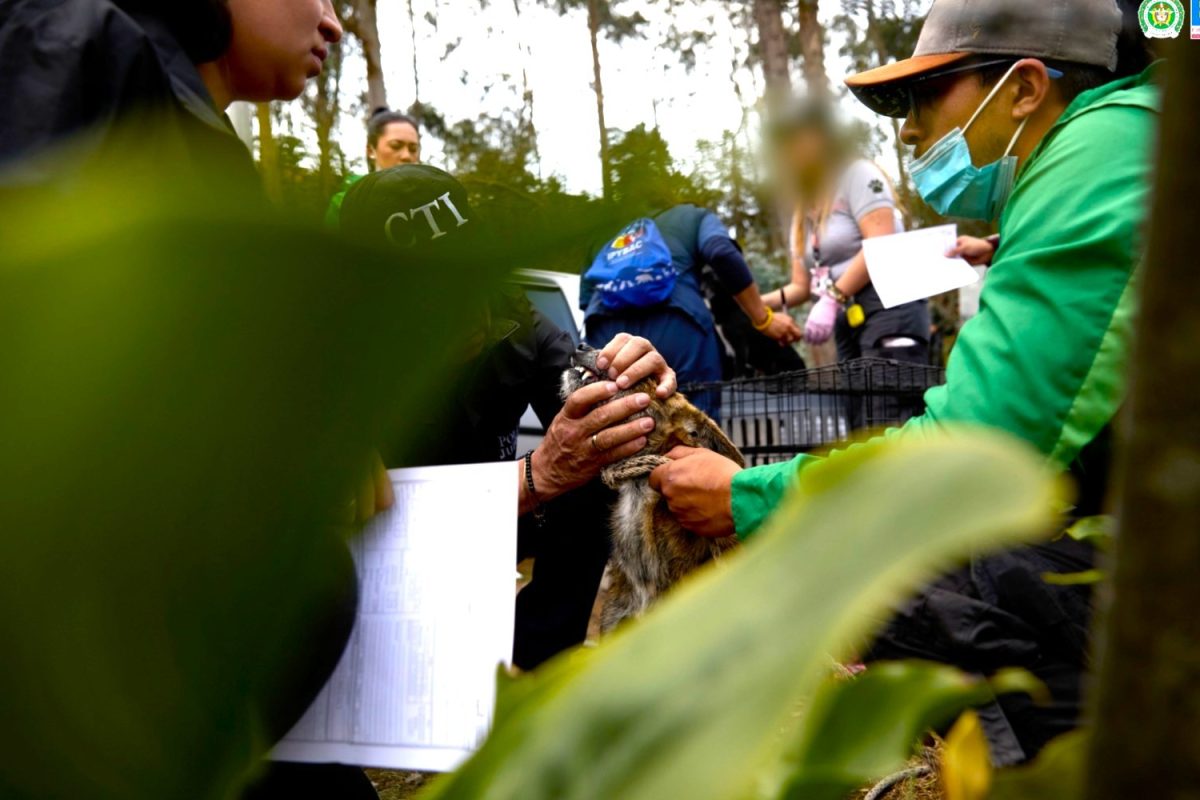 Desmantelan red de peleas ilegales de perros en La Calera 13 capturados1