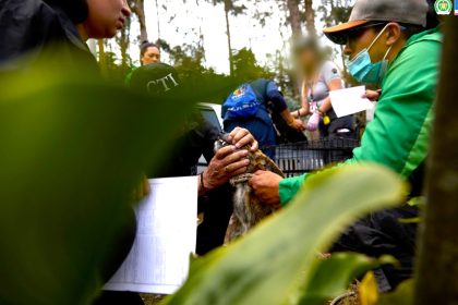 Desmantelan red de peleas ilegales de perros en La Calera 13 capturados1