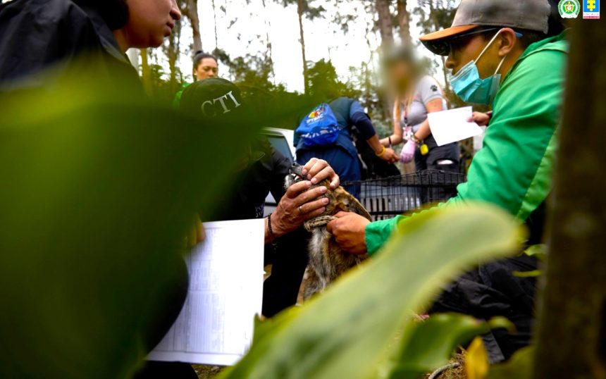 Desmantelan red de peleas ilegales de perros en La Calera 13 capturados1