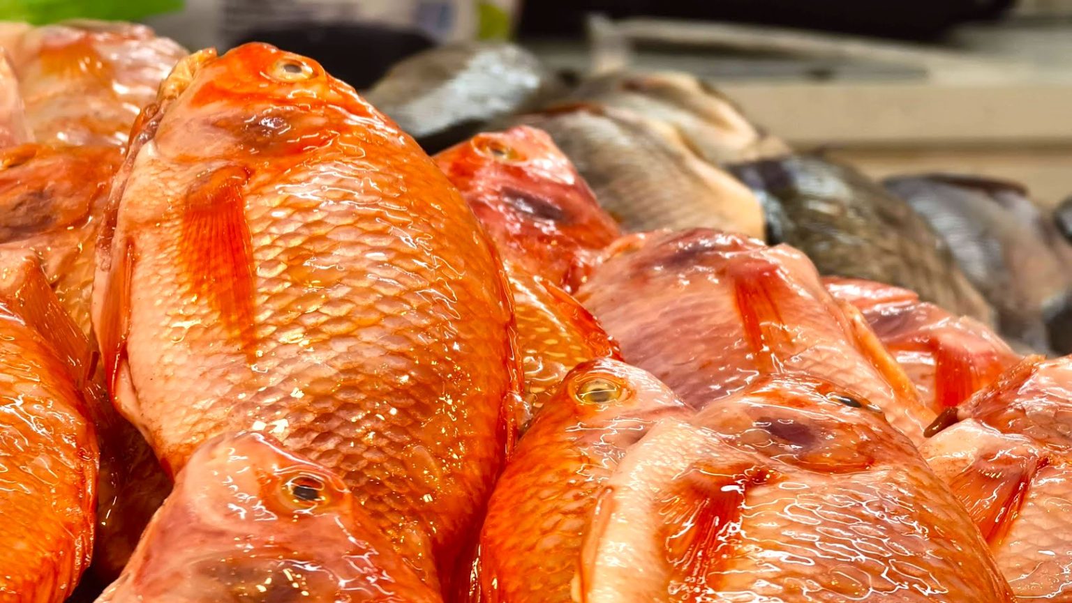 Invima lanza alerta en Semana Santa errores al comprar y preparar pescado podrian afectar la salud1